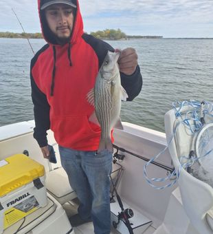 Striped Bass Fishing North Texas 